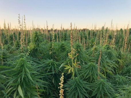 Kanepipõld